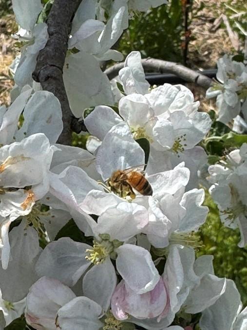 Bee in flower se mi.jpeg